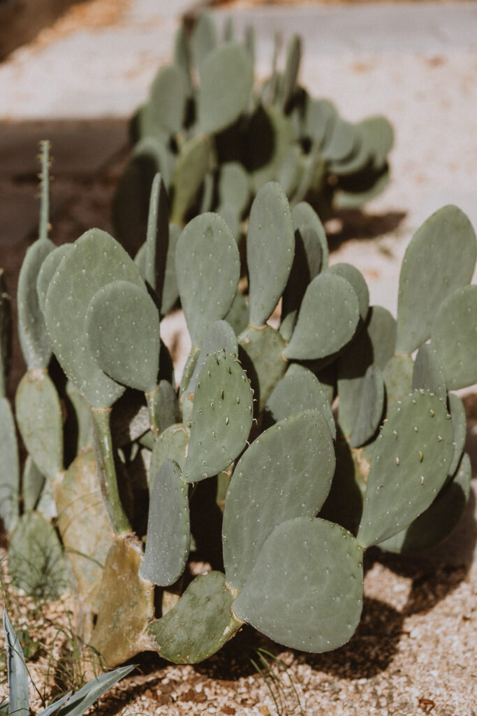 desert cactus in dallas, texas