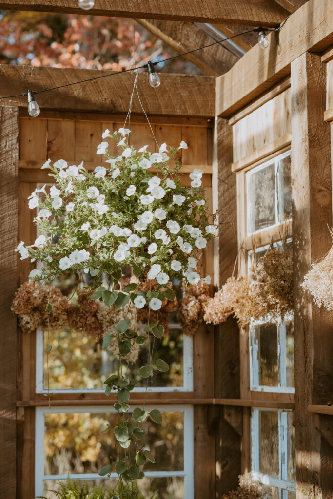 flowers hanging from a greenhouse roof