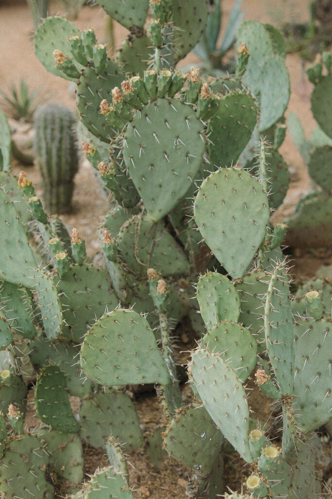 A modern timeless micro-wedding at the Joshua Tree House in Tucson, Arizona - Saguaro National Park